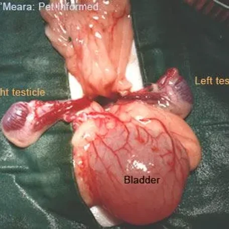unDescended Testicals