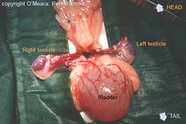 unDescended Testicals