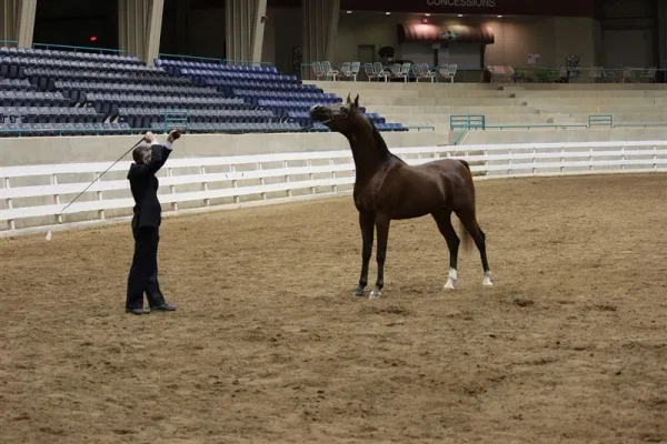 WESTERN CAROLINA’S ARABIAN SHOW November 2-4 , 2012