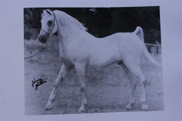 Daareyn (Raseyn x Raad) grey stallion, foaled July 29, 1940
bred by W.K. Kellogg Institute