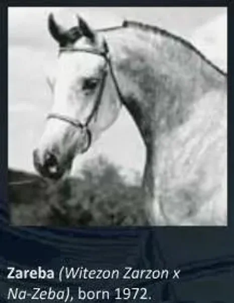 zareba
