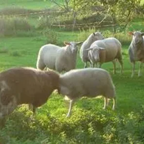 East Friesian