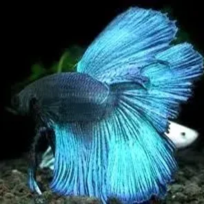 Bettas