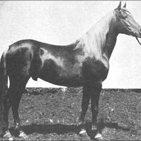 HARARA