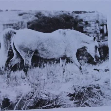 Roseyna (Raseyn x Roshana) grey mare, foaled April 17, 1939bred by W.K. Kellogg Institute