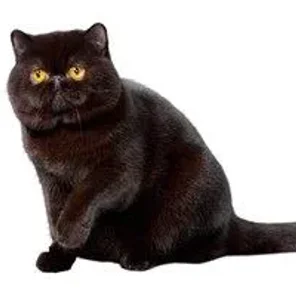 Calmest Cat Breeds