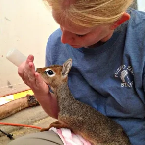 Keepers Raise Tiny Dik Dik at Pueblo Zoo