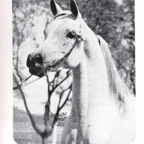 HAL EVE