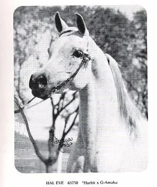 HAL EVE