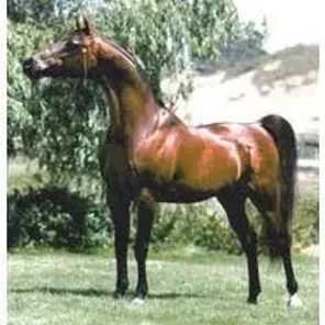 Bay El Bey