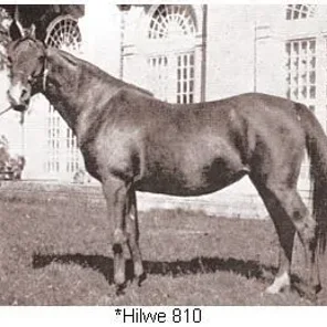 Hilwe