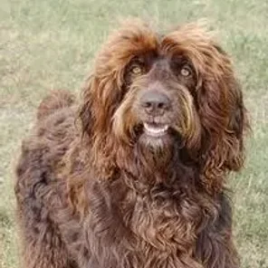 Spangold Retriever (Designer Dog)
