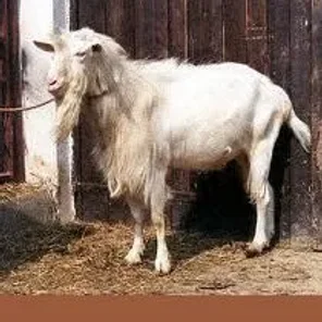 White Shorthaired