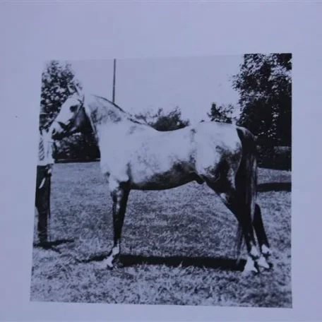Ronek (Raseyn x Bahreyn) grey stallion, foaled February 21, 1931bred by W.K. Kellogg Institute