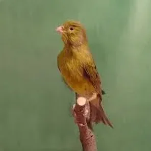 Spanish Timbrado