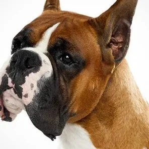 Boxer - # 8 Favorite Breed