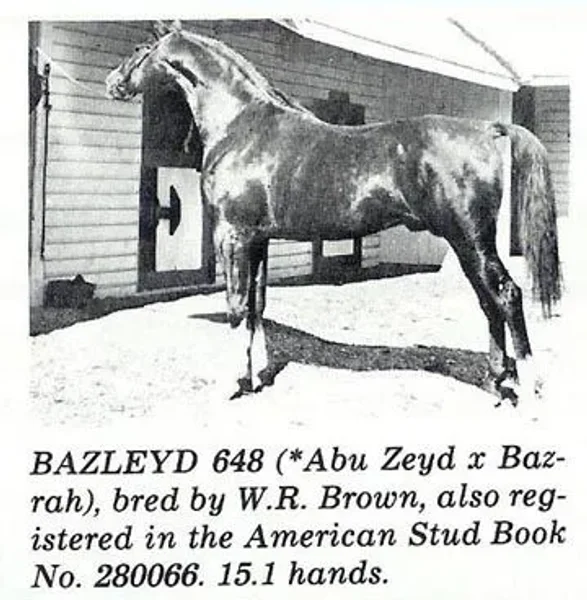 BAZLEYD
