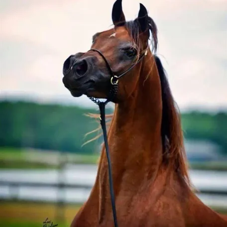 New Cover shot on Arabian Legacy magazine for March - featuring the straight Egyptian stallion BH Torino