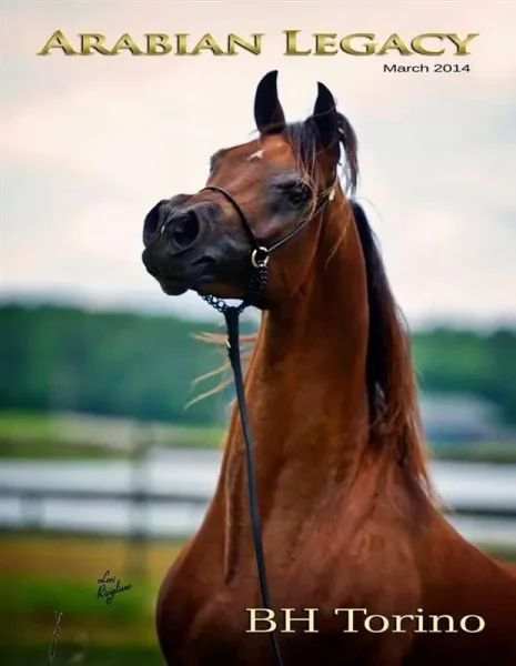 New Cover shot on Arabian Legacy magazine for March - featuring the straight Egyptian stallion BH Torino