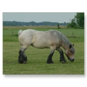 Belgian Draft