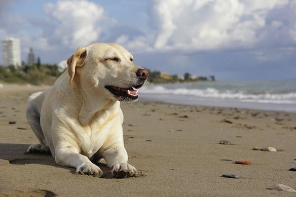Donald Trump’s Labrador Dog