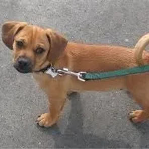 Daug (Designer Dog)