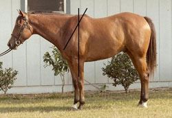 Evaluating Horse Conformation Pt 4