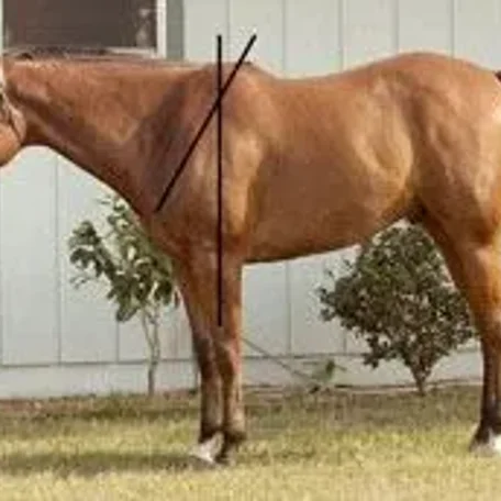 Evaluating Horse Conformation Pt 4