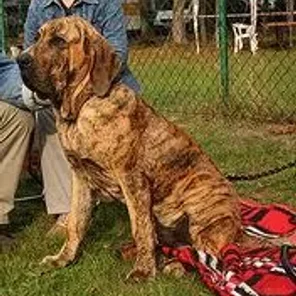 Fila Brasileiro