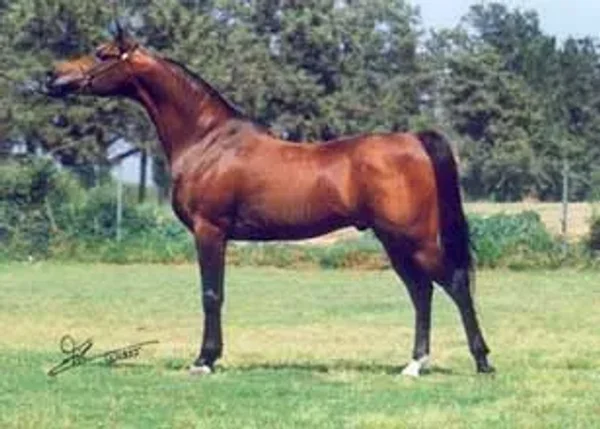BAAHIR