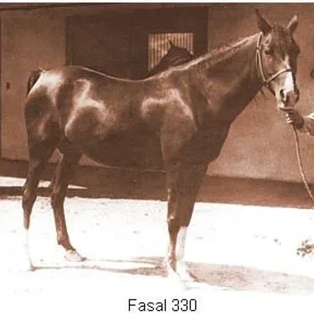 FASAL 1918 Arabian