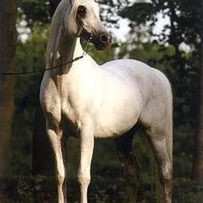 PIRUET