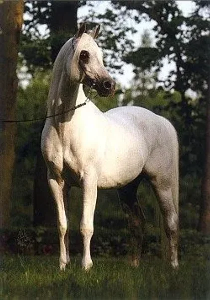 PIRUET