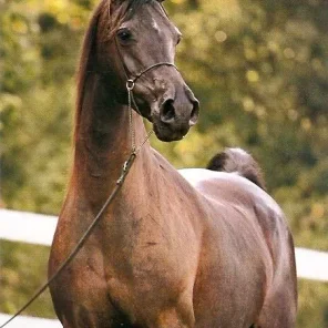 Shahteyna