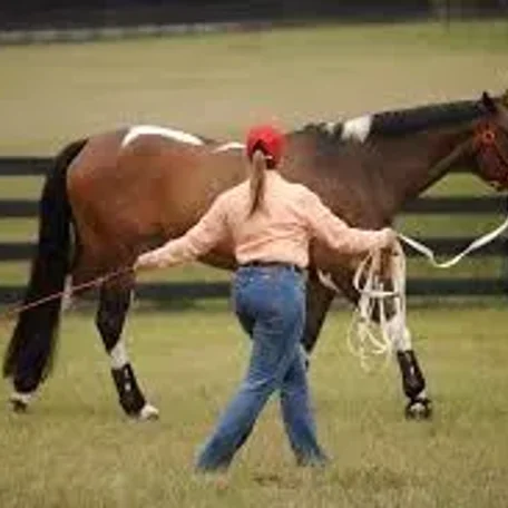 Longeing (Lunging) Your Horse