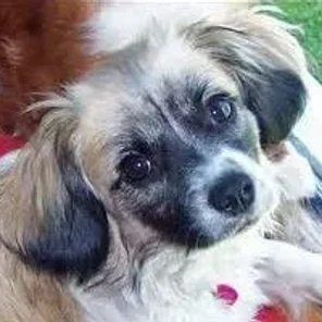 Tibalier (Designer Dog)
