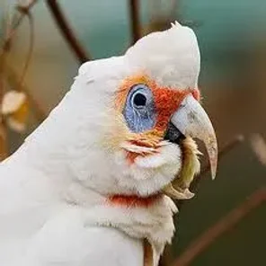 Long-billed
