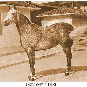 GAVRELLE