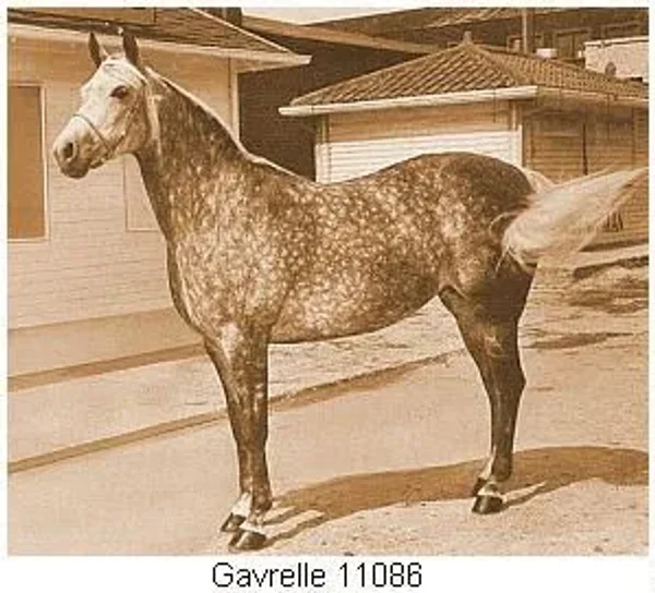 GAVRELLE