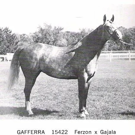 GAFFERRA