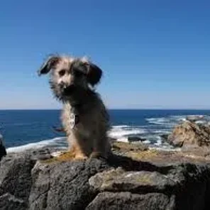 Miniature Schnoxie (Designer Dog)