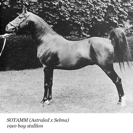 Sotamm