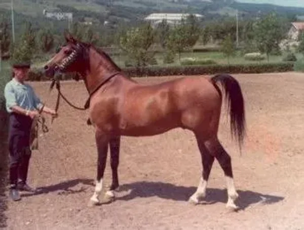 NABEG