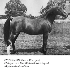 Feysul