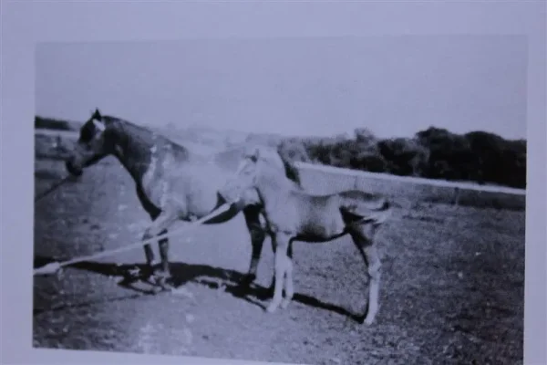 Little Bit (Raseyn x Chloe) bay mare, foaled June 16, 1948bred by United States Government