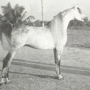AF DAMASKUS