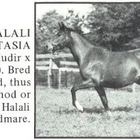 HALALI FANTASIA