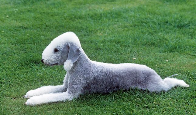 Bedlington Terrier