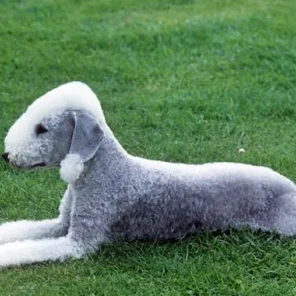 Bedlington Terrier