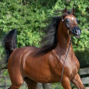 JEWEL OF MARWAN H